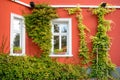 Window and flowerbox with red wall Royalty Free Stock Photo