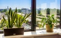 Window with flowerpot