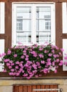 Window with flowers Royalty Free Stock Photo