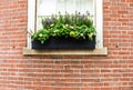 window with flowers Royalty Free Stock Photo