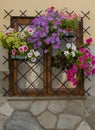 The window with flowers and grate Royalty Free Stock Photo