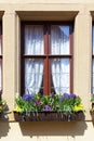 Window with flowers Royalty Free Stock Photo