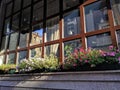 Window with flowers, reflection