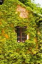 Window framed by the vine, Orlik Castle Royalty Free Stock Photo