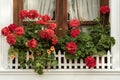 Window with geraniums