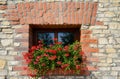 Window with geraniums