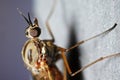 Window gnat (Anisopodidae)