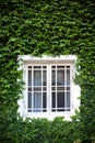 Window and green ivy Royalty Free Stock Photo