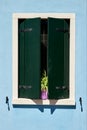 Window with green shutter and flower in the pot. Italy, Venice, Burano Royalty Free Stock Photo