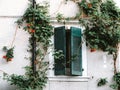 window with green shutter and red flowers grown around it Royalty Free Stock Photo