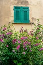 window with green wooden shutters, an ancient textured facade of an old house and a mallow bush with pink and purple flowers. Royalty Free Stock Photo