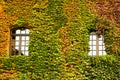 The window of the house is overgrown with ivy. Green, red and yellow leaf. Facade of the building with windows braided Royalty Free Stock Photo