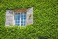 Window on house overgrown with ivy