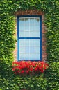 window and ivy Royalty Free Stock Photo