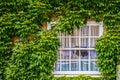 Window in ivy covered rustic wall with mens underwear hanging in it to dry - University Town