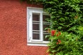 Window and ivy, home overgrown with plants and flowers Royalty Free Stock Photo