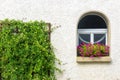 Window and ivy, home overgrown with plants and flowers Royalty Free Stock Photo