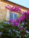 Window with a light blue blind in a stone wall partly covered in creeping vines with purple and blue flowers in Antibes Royalty Free Stock Photo