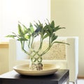 Lucky bamboo houseplant in comfortable, modern living room. Fresh, natural, home interior decor. Royalty Free Stock Photo