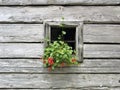 Window of a log house decorated with flowers Royalty Free Stock Photo