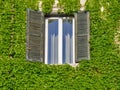 Window on the old building in Rome, covered by ivy Royalty Free Stock Photo