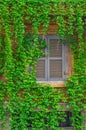 Window on the old building in Rome, covered by ivy Royalty Free Stock Photo