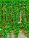 Window on the old building in Rome, covered by ivy Royalty Free Stock Photo