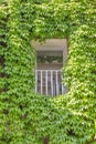 Window on the old building in Rome, covered by ivy. Royalty Free Stock Photo