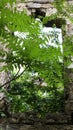 Window of old dilapidated buildings overgrown with greenery Royalty Free Stock Photo