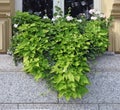 The window of the old granite house is decorated with blooming g Royalty Free Stock Photo