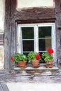 Window of an old half-timbered house, red gerania