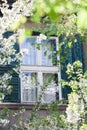 Window of an old house in city  framed by spring branches of blossoming trees Royalty Free Stock Photo