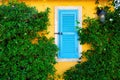 Window of an old house with closed blue wooden shutter and yellow stone wall covered with ivy Royalty Free Stock Photo