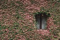 Window of an old house with wall overgrown by wild grapes Royalty Free Stock Photo