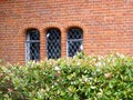 A window in an old wall of red brick and a green tree beside it Royalty Free Stock Photo