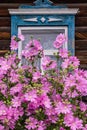 Window with old wood shabby blue platbands in the village house. Mallow bush with delicate pink flowers Royalty Free Stock Photo