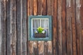 Window of old wooden log house on wall background Royalty Free Stock Photo