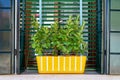 Window with green shutter and yellow flower pot. Italy, Venice, Royalty Free Stock Photo