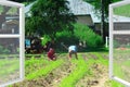 Window opened in village with view to peasants weeding potato