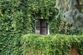 The window is overgrown with climbing grape vines. Royalty Free Stock Photo