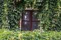 The window is overgrown with climbing grape vines. Royalty Free Stock Photo