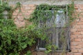 Window with overgrown creeper plant Royalty Free Stock Photo