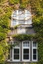 Window overgrown by lush green ivy Royalty Free Stock Photo