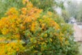 Window pane during a rain, blurred trees through the glass Royalty Free Stock Photo