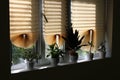 Window with paper blinds in the rays of sunlight and home flowers in the windowsill, window home comfort.