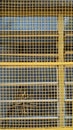 window with patched yellow grid