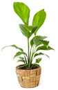 Window plant Royalty Free Stock Photo