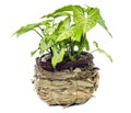 Window plant Royalty Free Stock Photo