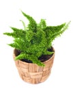 Window plant Royalty Free Stock Photo