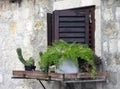 Window and plant